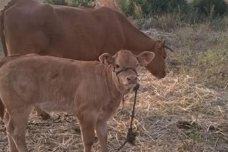 Casa Rural-Granja كونيل ذي لا فرونتيرا المظهر الخارجي الصورة